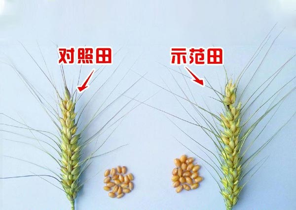 ?2018年五原沃豐生物有機(jī)肥小麥同肥同溝和勝鄉(xiāng)銀歲橋村示范田