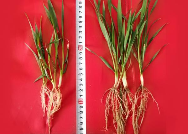 11 沃豐生物有機(jī)肥小麥?zhǔn)痉短锉瘸Ｒ?guī)肥小麥分孽數(shù)多，根系長，株高高2cm.jpg