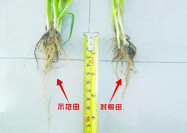 01沃豐生物有機(jī)肥小麥種肥同穴示范田對比照田根系長3cm.jpg